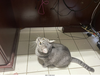 cat Potato