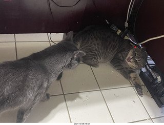 cat Potato and his alien toy