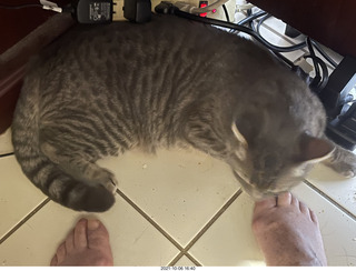 cat Potato