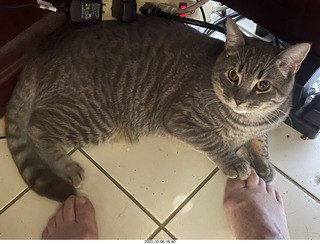 cat who looks like Potato