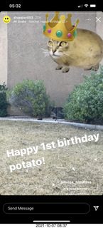 cat Potato birthday message