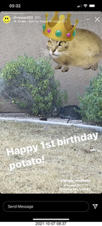 cat Potato birthday