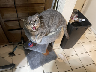 cat Potato
