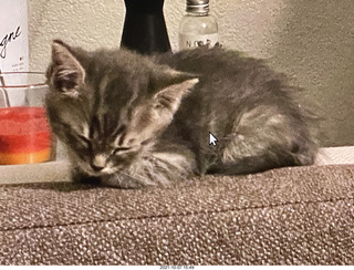 first day with visiting cat Potato