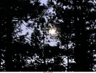 261 a18. Bryce Canyon moon in the trees