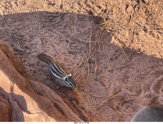 59 a18. Zion National Park - Scout Landing - chipmunk