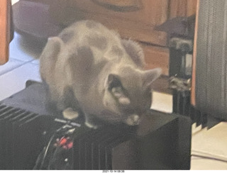 cat Potato on my hifi shelf