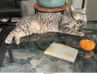 cat Potato