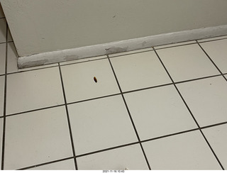 cockroach wing?