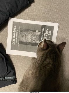 cat Potato
