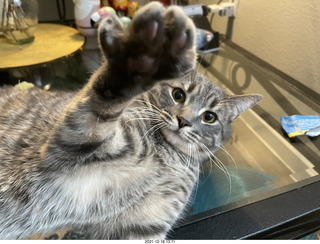 cat Potato
