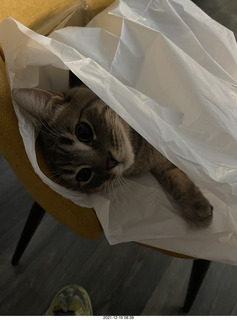 cat Potato