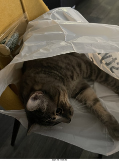 cat Potato