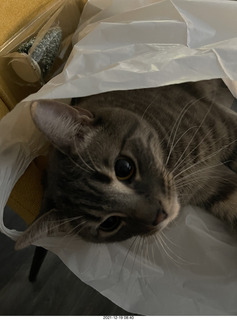cat Potato in a bag