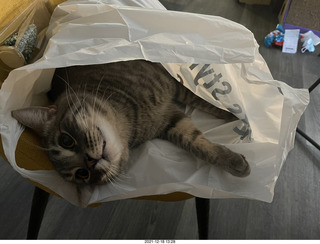 cat Potato in a bag