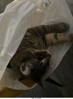 cat Potato