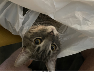 cat Potato in a bag