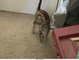 cat Potato in a bag