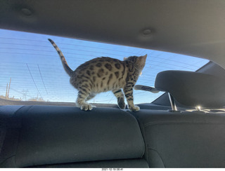 cat Pickle (or maybe her sister)