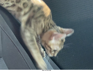 cat Pickle on the drive home to Phoenix