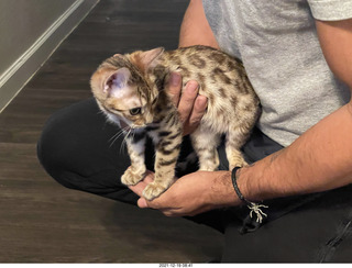 kitten Pickle in her new home