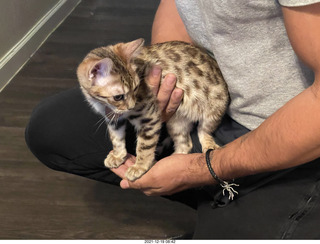 kitten Pickle in her new home