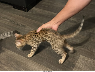 new Bengal kitten Pickle in her new home