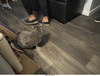 cat Potato