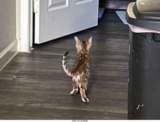 cat Potato