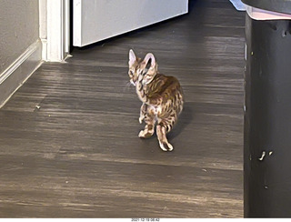 cat Potato
