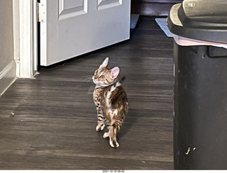 kitten Picle with cat Potato