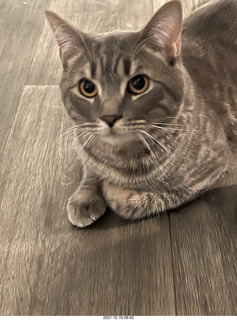 cat Potato