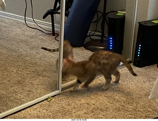 Bengal kitten Pickle at mirror
