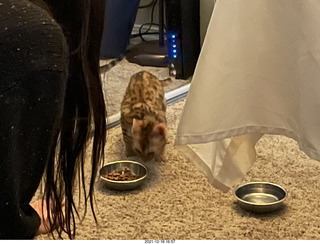 cat Potato