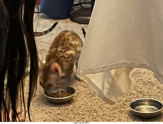 kitten Pickle