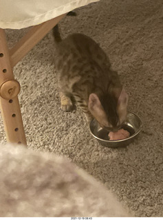 kitten Pickle