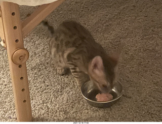 kitten Pickle