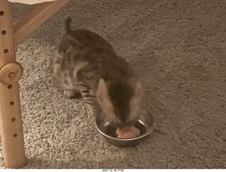 cat Potato