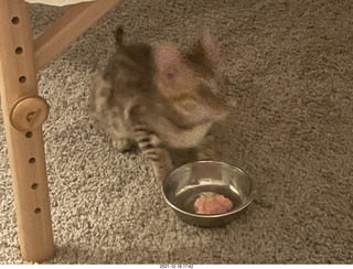 cat Potato