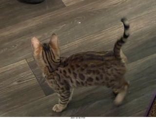 kitten Pickle