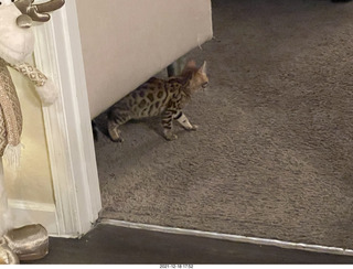 Bengal kitten Pickle first meal at new home