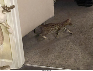 kitten Pickle