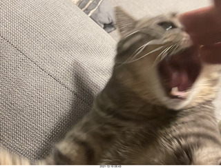 Bengal kitten Pickle first meal at new home