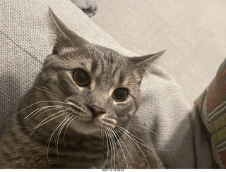 cat Potato
