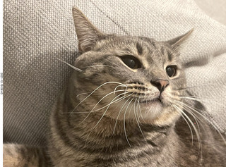 cat Potato