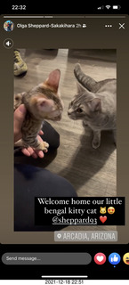 kitten Pickle