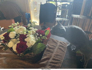 pumpkin flower arrangement + my cats Max and Devin