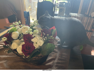 pumpkin flower arrangement in a cage with my cats Max and Devin