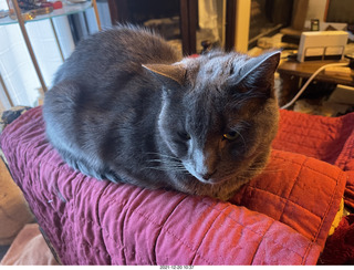 my cat Devin
