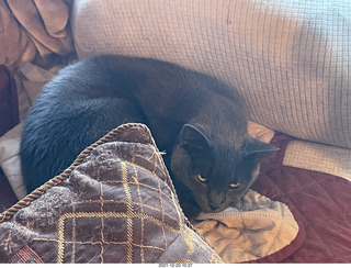my cat Jane